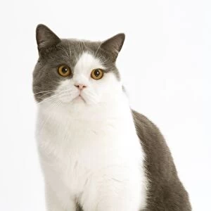 Cat - British Shorthair, bicolor white and blue