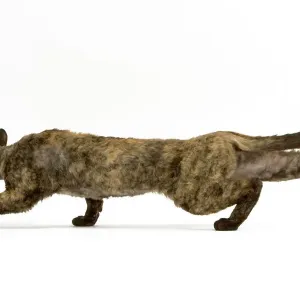 Devon Rex Cat in Stalking Pose Print
