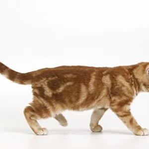 Cats (Domestic) Acrylic Blox Collection: European Shorthair