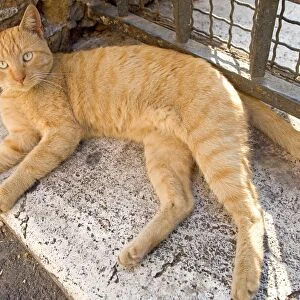 Cat - Ginger cat lying down on stone step