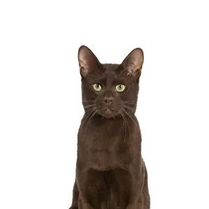 Cats (Domestic) Glass Frame Collection: Havana Brown