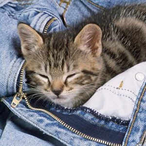 Cat - kitten asleep in jeans
