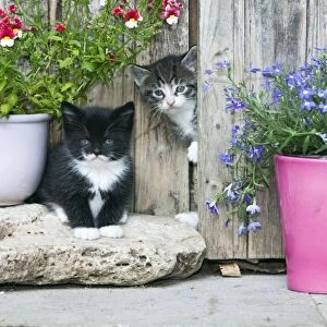 Cat - two kittens in front of garden shed - Lower Saxony - Germany