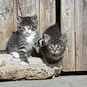 Cat - two kittens playing in front of garden shed - Lower Saxony - Germany