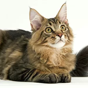 Cats (Domestic) Greetings Card Collection: Maine Coon