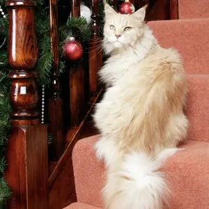 Maine Coon Cat Print on Stairs with Christmas Decorations Maine Coon Cat Print on Stairs with Christmas Decorations