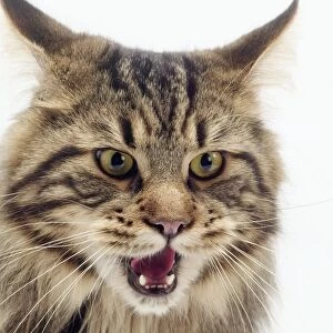 Cat - Maine Coon, mouth open