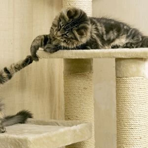 Cat- Maine coons playing on scratching post