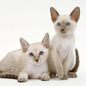 Chat - Siamois - deux chatons en studio.