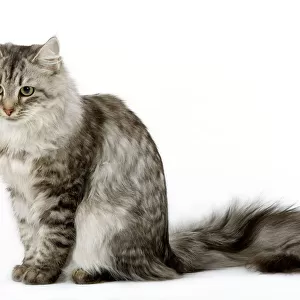 Cat - Siberian - long-haired black & silver mackerel tabby