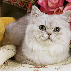 Cat - Silver shaded Persian
