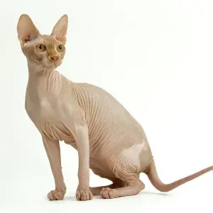 Cat - Sphinx LA-1924 Print