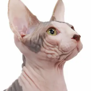 Ardea Wildlife Print - Cat Sphinx in Studio LA-6592