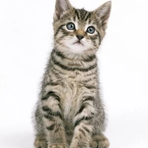 Cat - Tabby Kitten