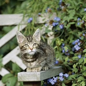 Cat - tabby kitten sitting on bench in garden