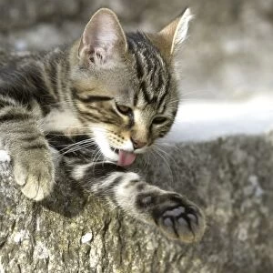 Cat -tabby kitten washing