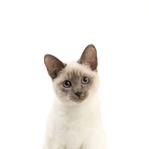 Cat - Thai - Kitten