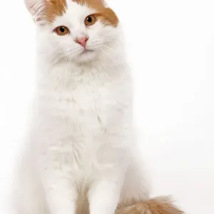 Turkish Van Cat Print LA-6912 Turkish Van Cat Print LA-6912