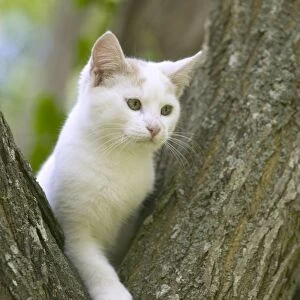 Cat - White cat in tree