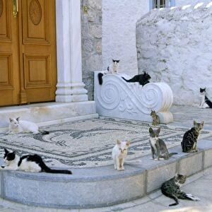 Cats - Santorini Island - Greece