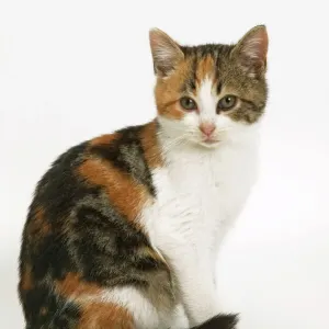 Tortoiseshell and White Cat Print