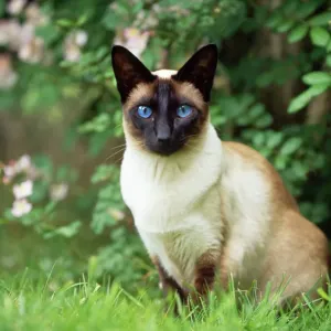 Seal Point Siamese Cat Print
