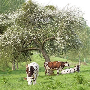 Cattle - Normandy Cows under tree in blossom