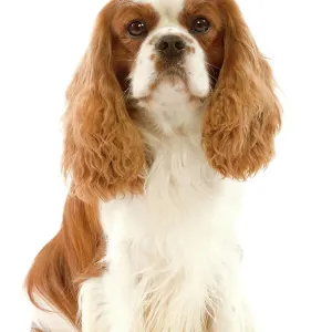 Cavalier King Charles Spaniel Print LA-3554 by Ardea Cavalier King Charles Spaniel Print LA-3554 by Ardea