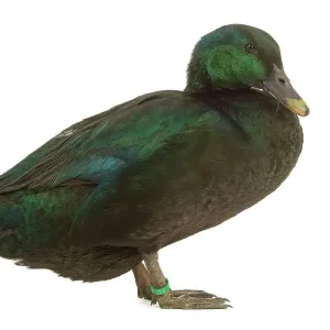 Cayuga Duck
