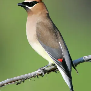 Cedar Waxwing