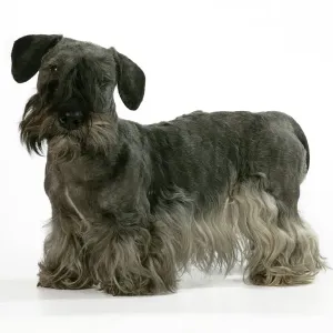 Terrier Prints: Cesky Terrier