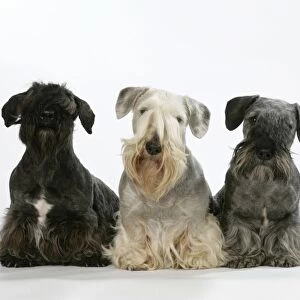 Cesky Terriers - three