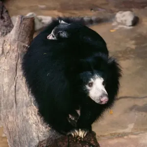 Ceylon Sloth Bear With young on back Print Ceylon Sloth Bear With young on back Print