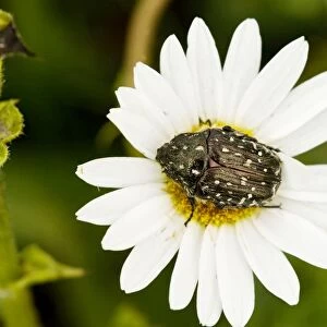 Chafer Beetle - on Ox-eye Daisy flower