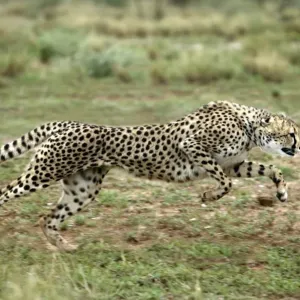 Cheetah de Nambia Cheetah de Nambia