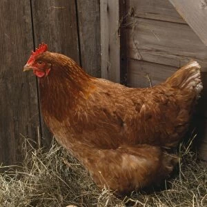 Chicken - hen with eggs