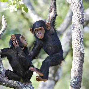 Chimpanzee Print, Pan troglodytes Chimpanzee Print, Pan troglodytes