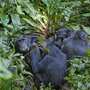 Chimpanzee - family group showing social grooming behavior - tropical forest - Western Uganda - Africa