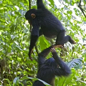 Chimpanzee - juveniles playing - tropical forest - Western Uganda - Africa