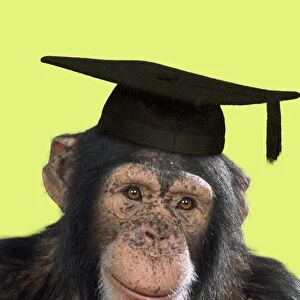 Chimpanzee - in mortarboard - captionable Digital Manipulation: mortarboard (ABM) - added colour background