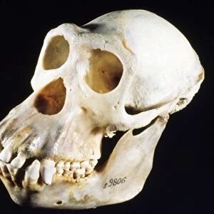 Chimpanzee Skull - male - Senagal to Tanzania