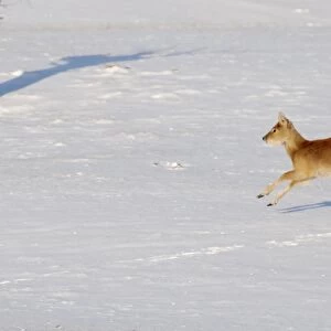Chinese Water Deer - galloping in snow