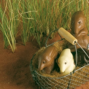 Chocolate Bilby - Australia's version of the Easter bunny JLR07163