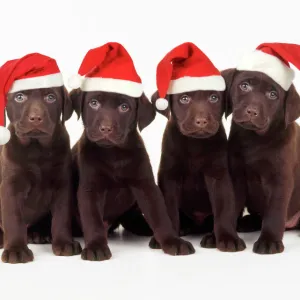 Chocolate Labrador Dog - puppies 6 weeks old wearing Christmas hats. Digital Manipulation: Added hats JD