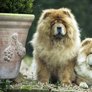 Chow Chow Dogs - Two sitting together