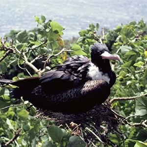 Christmas Island frigatebird