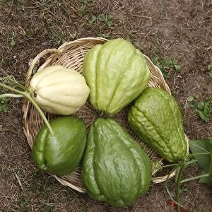 Christophine / Chow chow / Pear squash - tropical edible plant - different varities. Alsace - France
