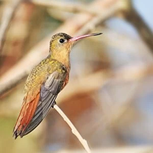 Hummingbirds Collection: Cinnamon Hummingbird