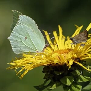 Cleopatra (left) and Large Skipper Butterfly (Ochlodes venata) - feeding on nectar of garden flower, Lower Saxony, Germany