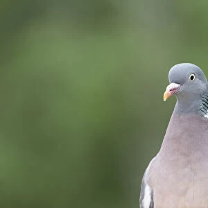 close up of an wood pigeon